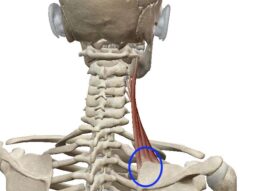 {{brizy_dc_image_alt entityId=